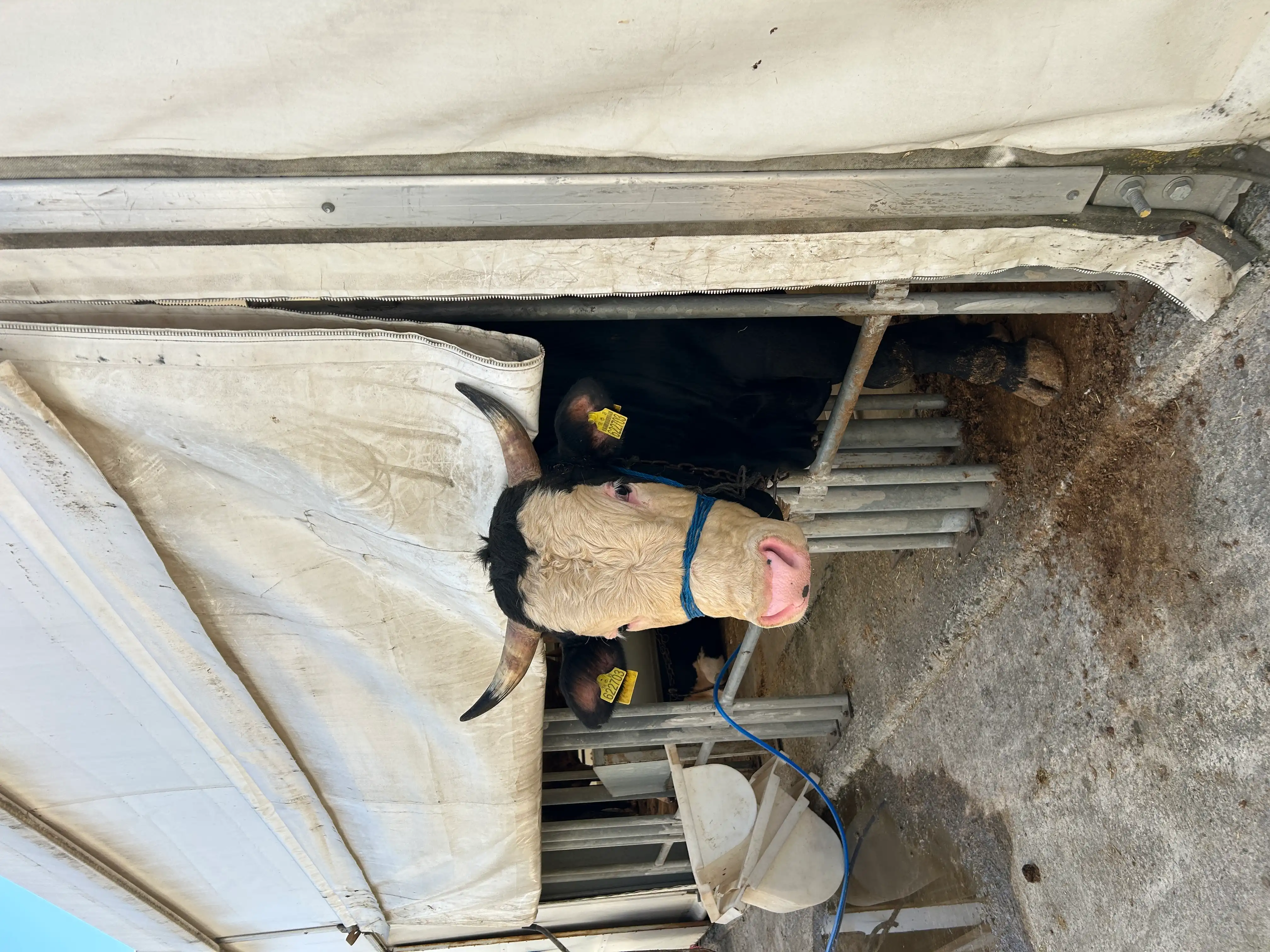 Kurbanlıklar — Sancak Kurban