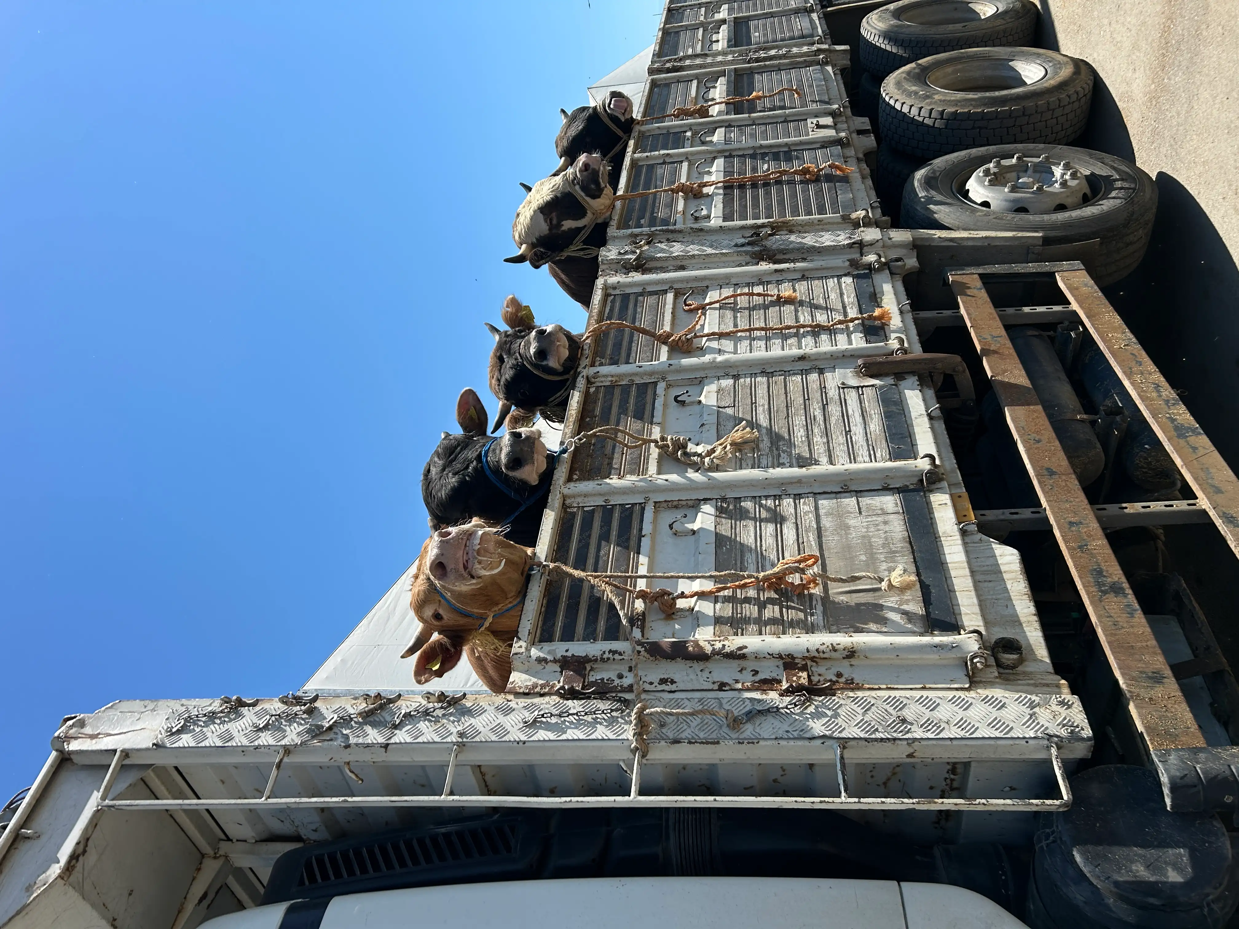 Kurbanlıklar — Sancak Kurban