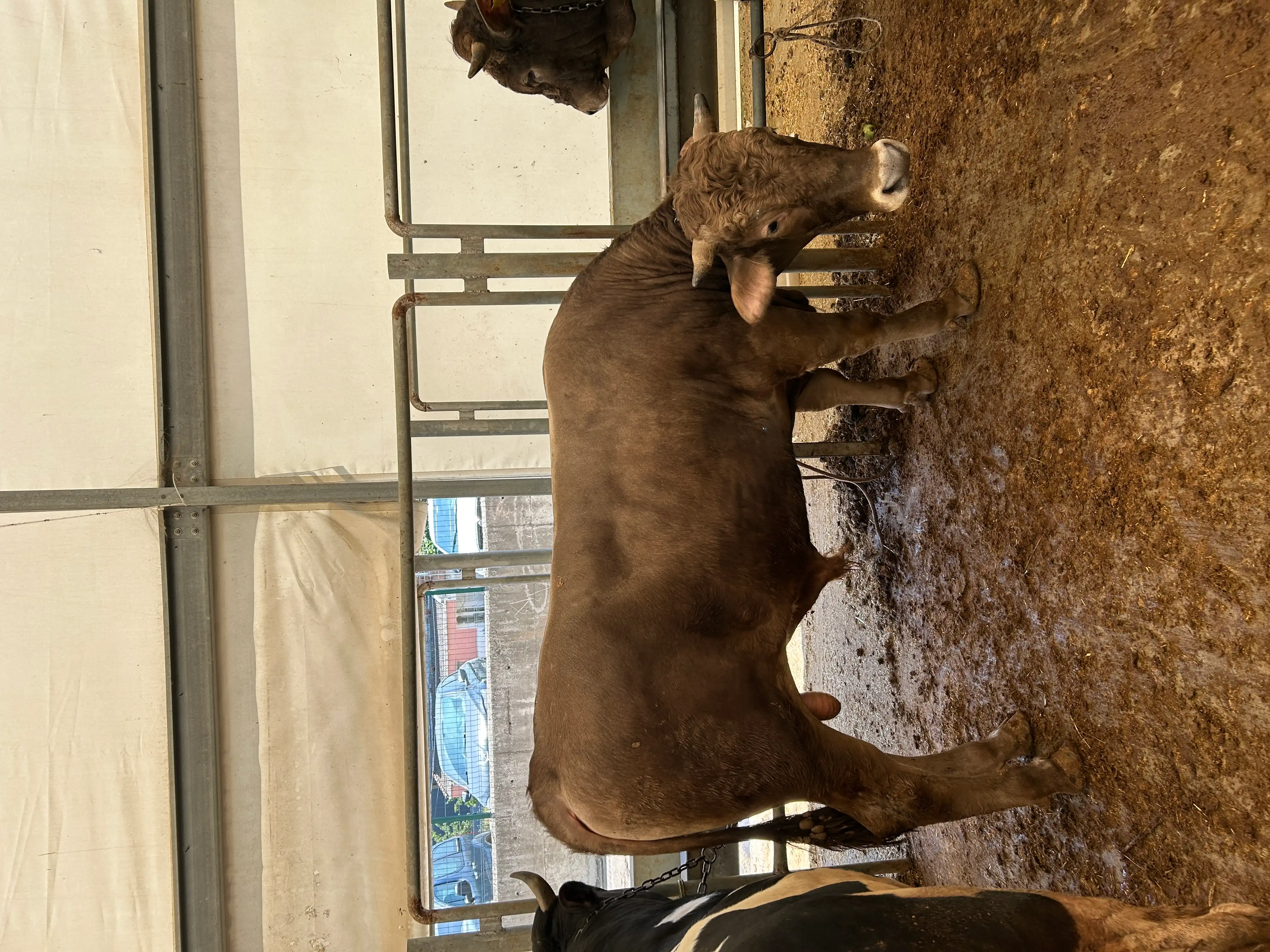 Kurbanlıklar — Sancak Kurban