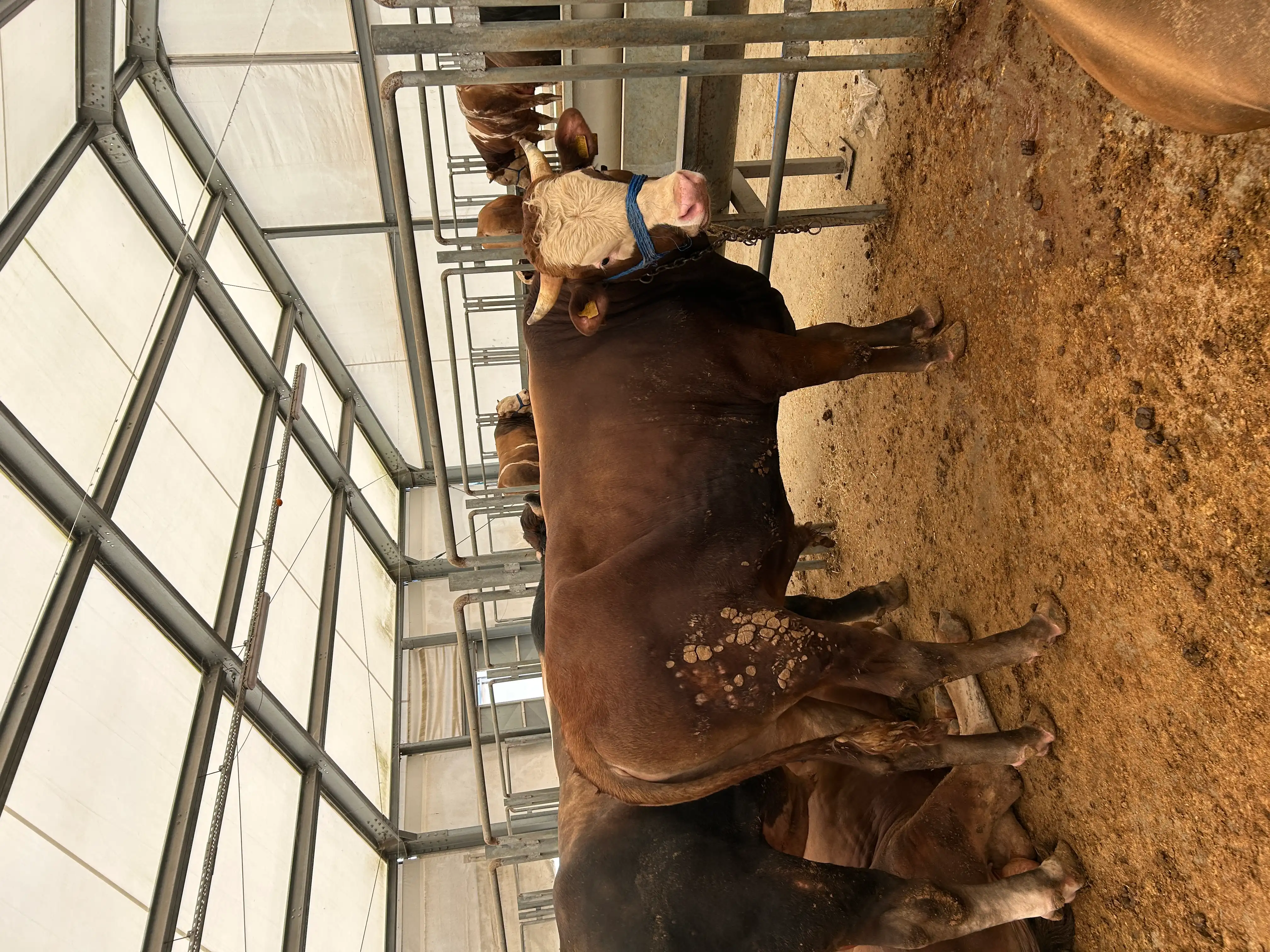 Kurbanlıklar — Sancak Kurban