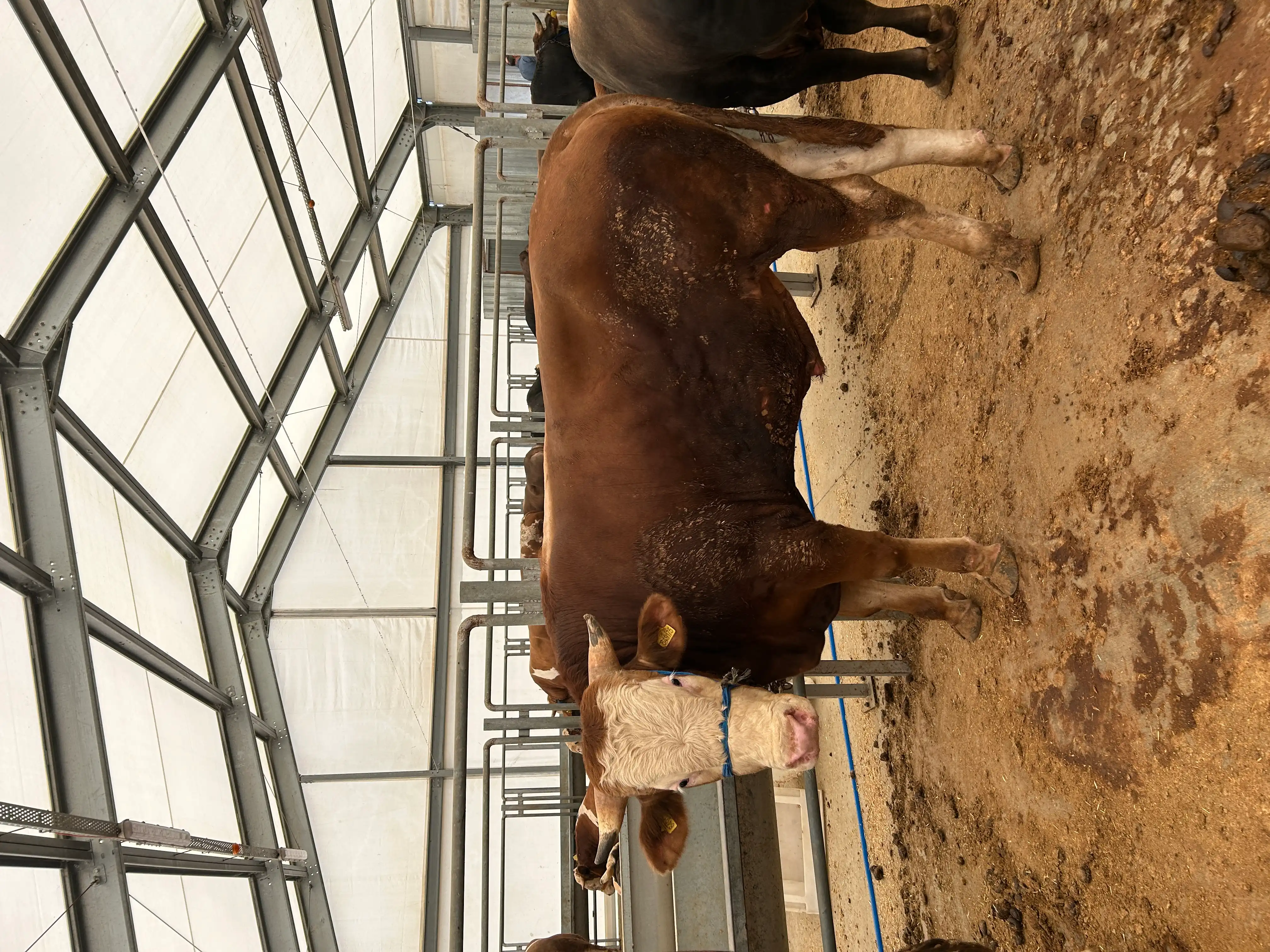 Kurbanlıklar — Sancak Kurban