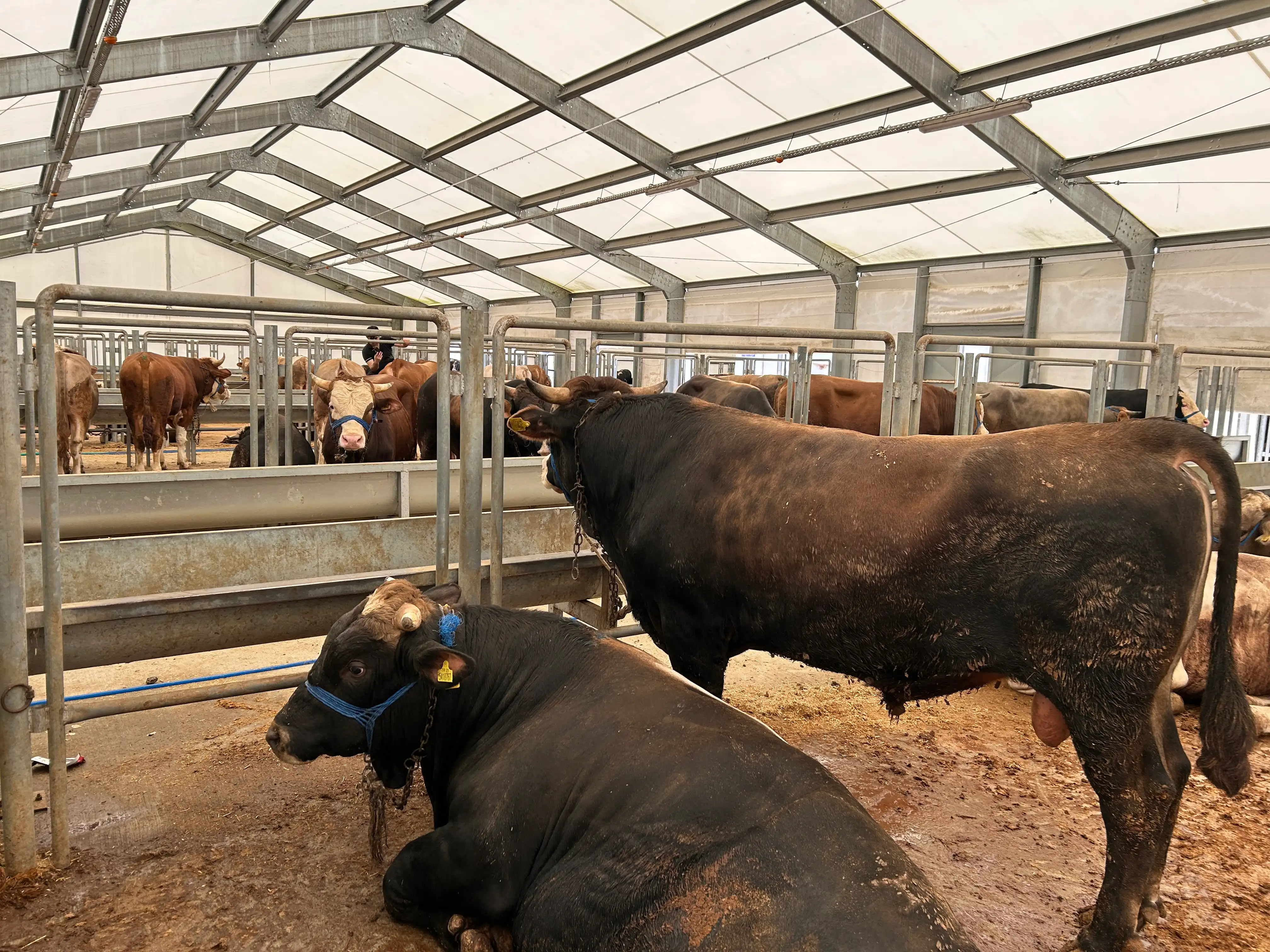 Kurbanlıklar — Sancak Kurban