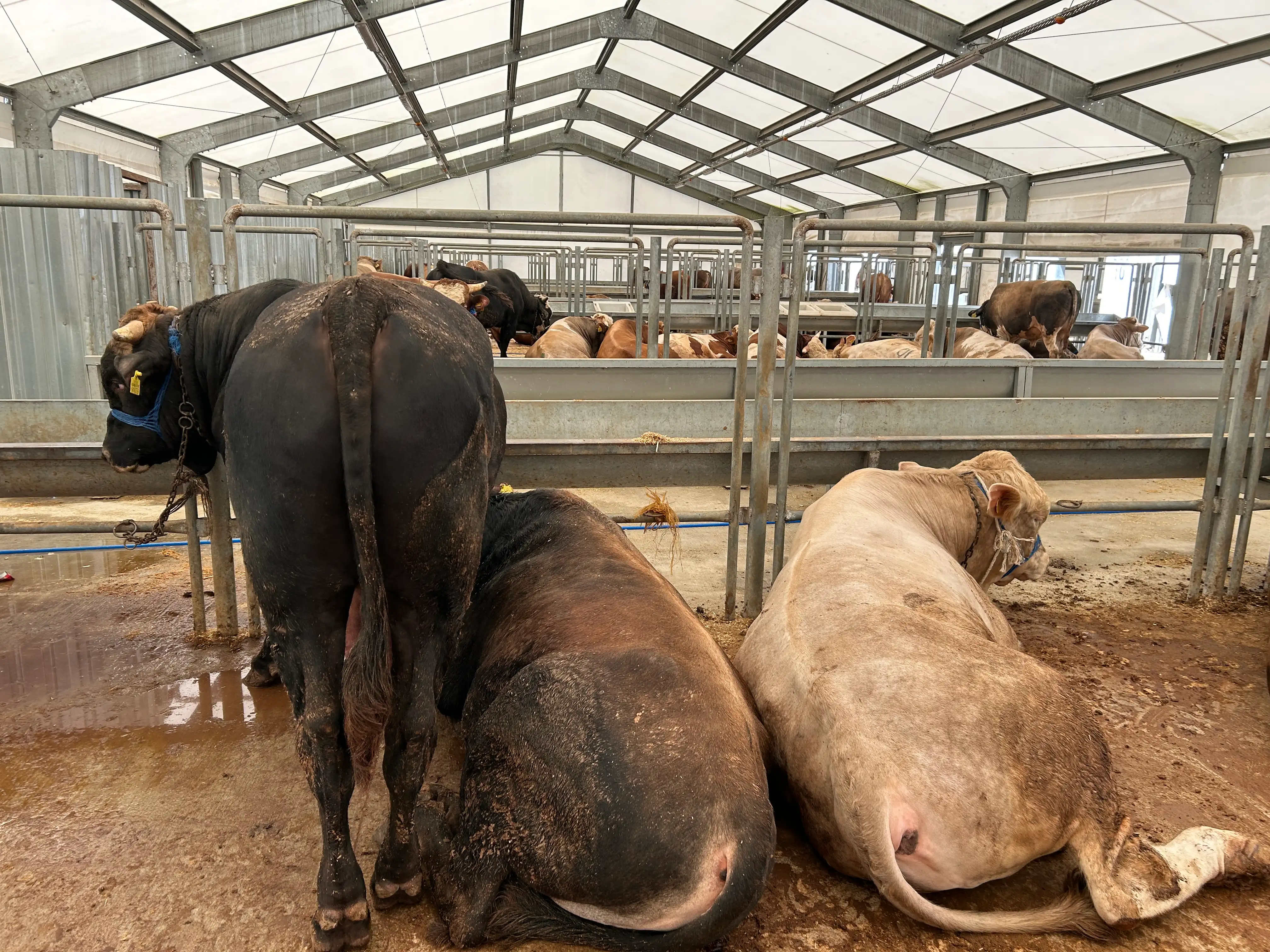 Hijyenik Kesim Alanı